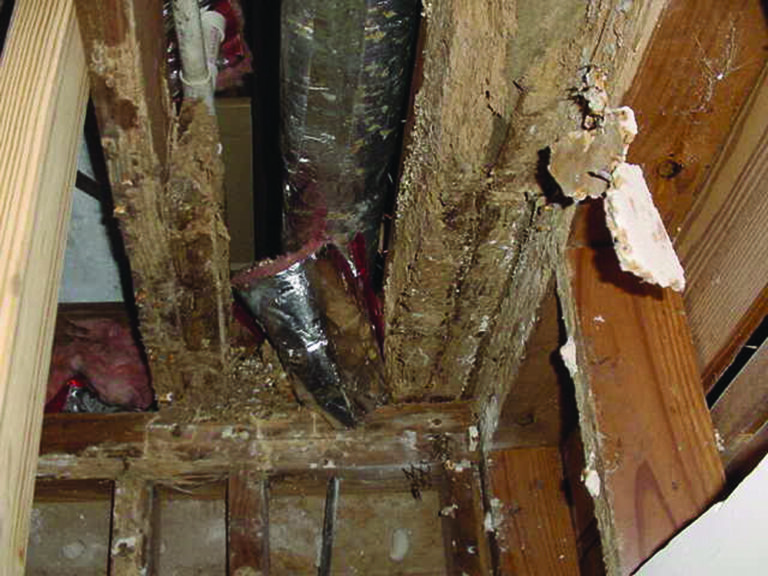 Termite Inspection Cost