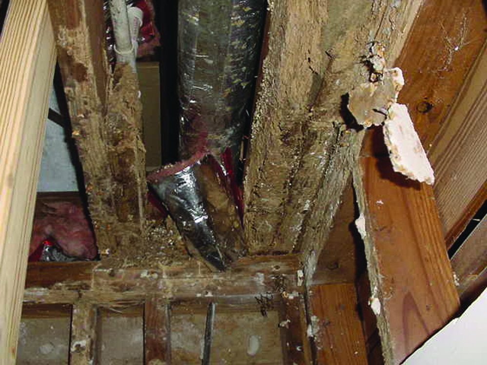 Termite Inspection Cost.